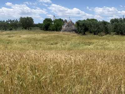 La vista poi dell'ennesimo campo di grano rigoglioso...